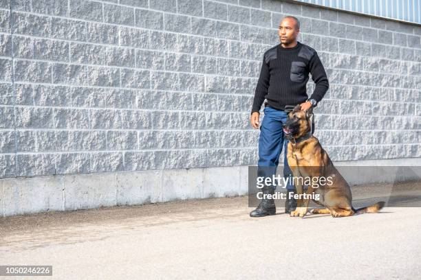 a real, trained k-9 handler with his dog - police dog stock pictures, royalty-free photos & images