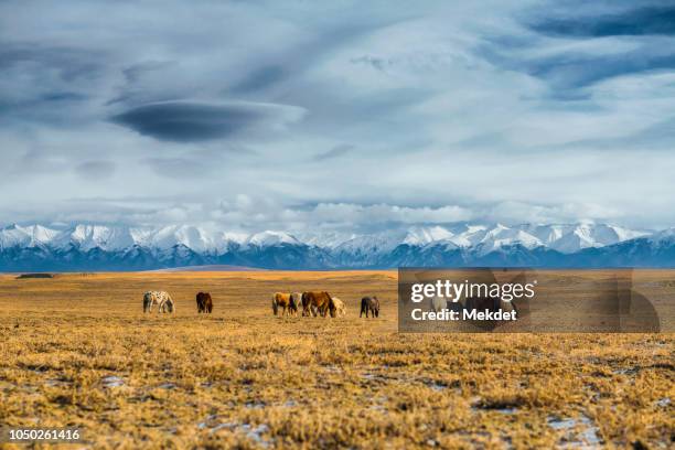 the herd of horses against the snowcapped mountain in northern mongolia - montagnes altaï photos et images de collection