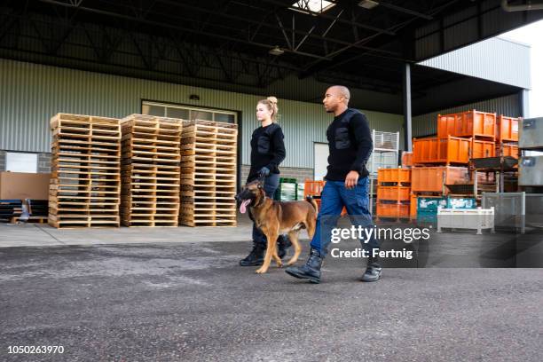 twee k-9 veiligheidsfunctionarissen met een mechelse op patrouille. - security guard stockfoto's en -beelden