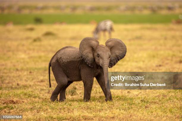 baby elephant with large ears - elefantenkalb stock-fotos und bilder