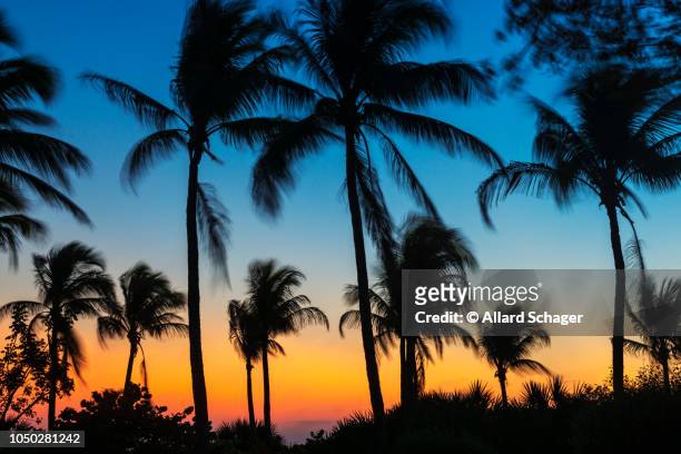 waving palm trees at sunset in fort myers beach florida usa - fort myers beach 個照片及圖片檔