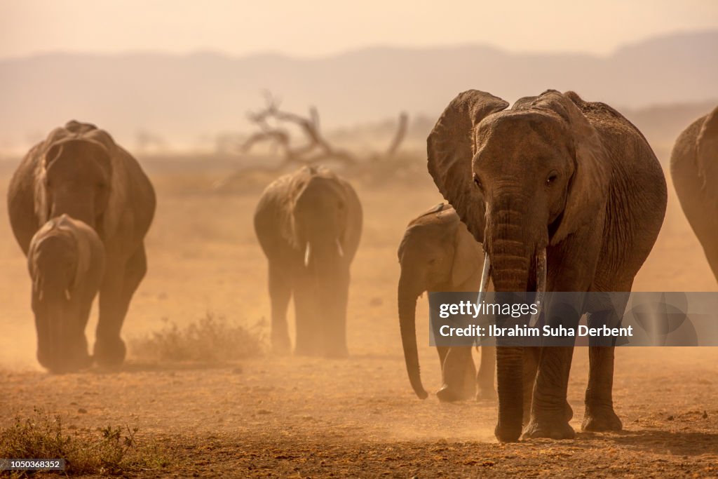 Front view of elephants crossing Amboseli plains