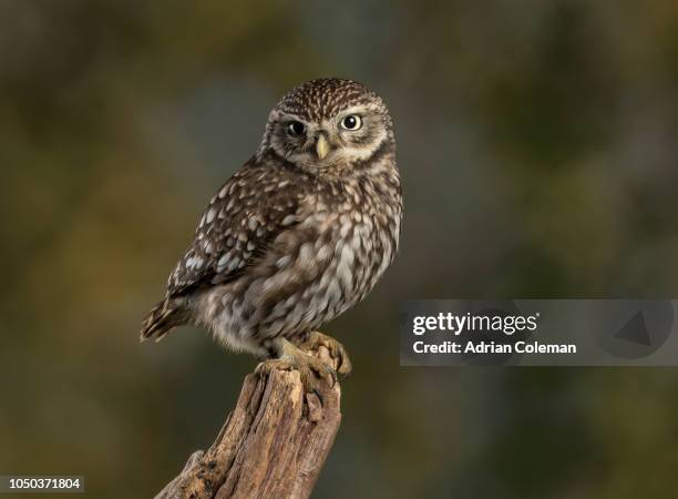 steenuil - little owl stockfoto's en -beelden