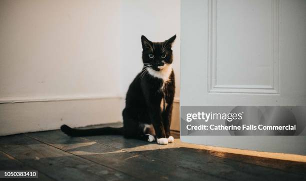 64 746点の猫 座るのストックフォト Getty Images 64 746点の猫 座るのストックフォト Getty Images