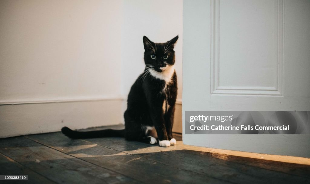 Cat sitting in a doorway