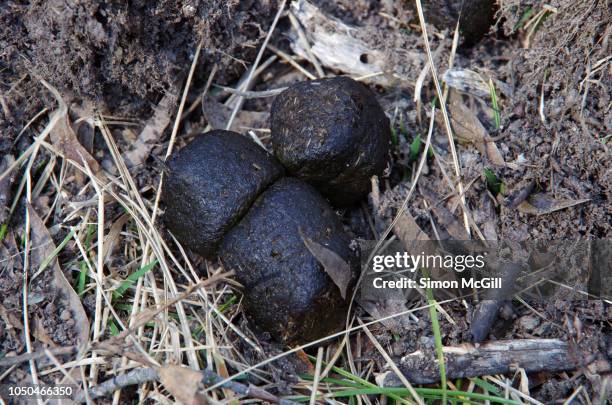 wombat feces in kosciuszko national park, new south wales, australia - stool stockfoto's en -beelden