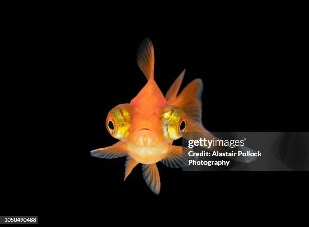 front on goldfish with black background - goldfisch stock-fotos und bilder