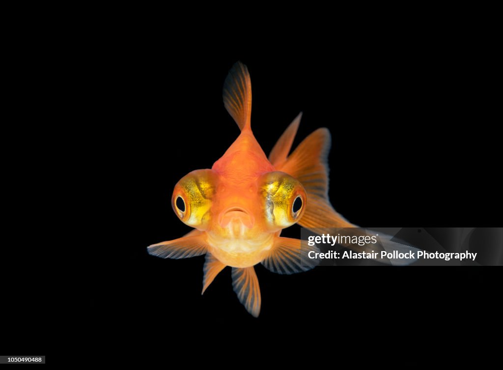 Front on Goldfish with black background