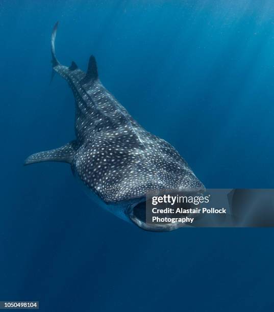 whale shark with mouth open - whale shark 個照片及圖片檔