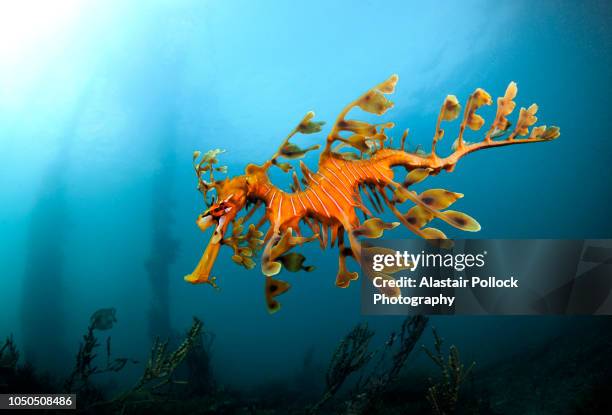 leafy sea dragon in south australia 2 - endangered animals fotografías e imágenes de stock