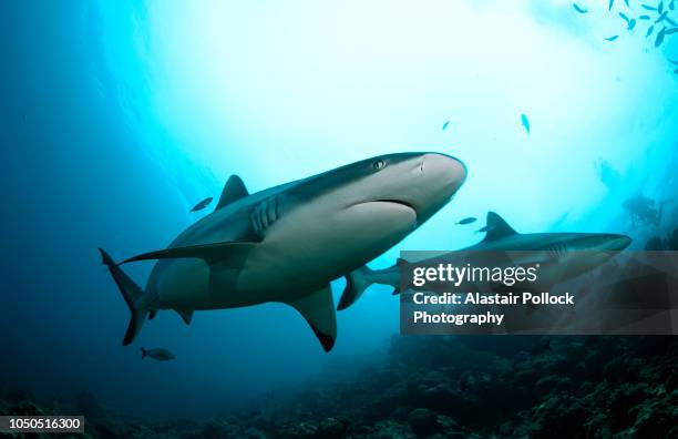 grey reef shark passes over - gray reef shark stock pictures, royalty-free photos & images