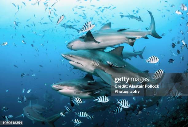 school of bull sharks - sea life stock pictures, royalty-free photos & images