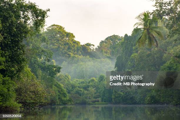 costa rica rainforest - arbre tropical stock pictures, royalty-free photos & images