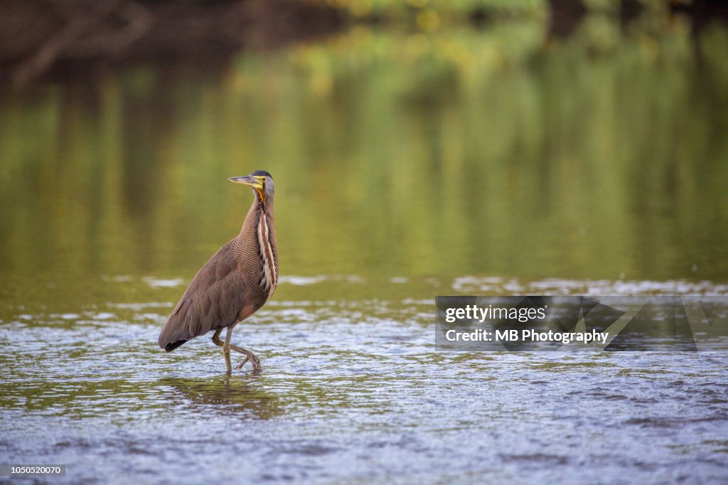 Fasciated tiger heron