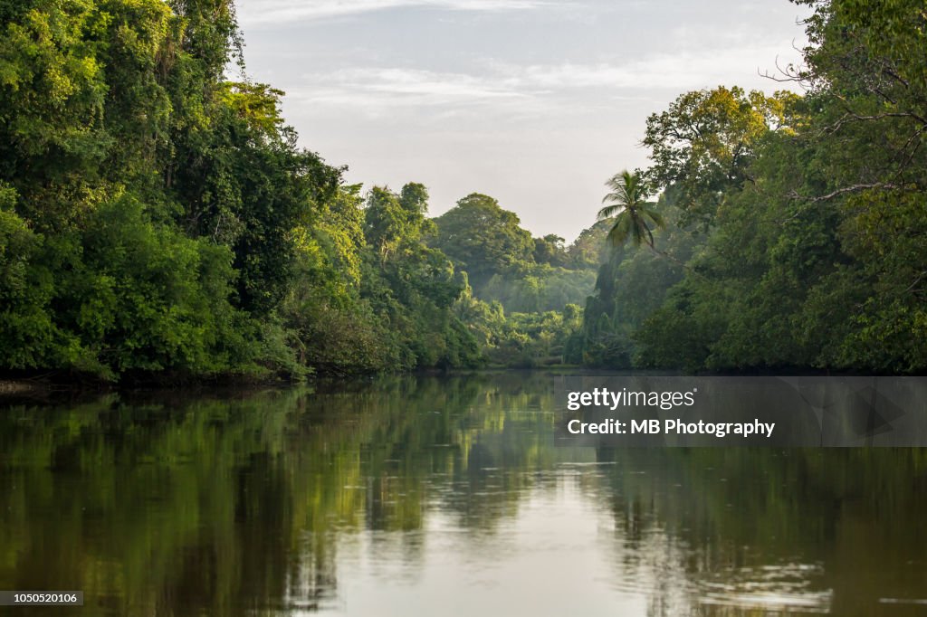 Costa Rica Rainforest