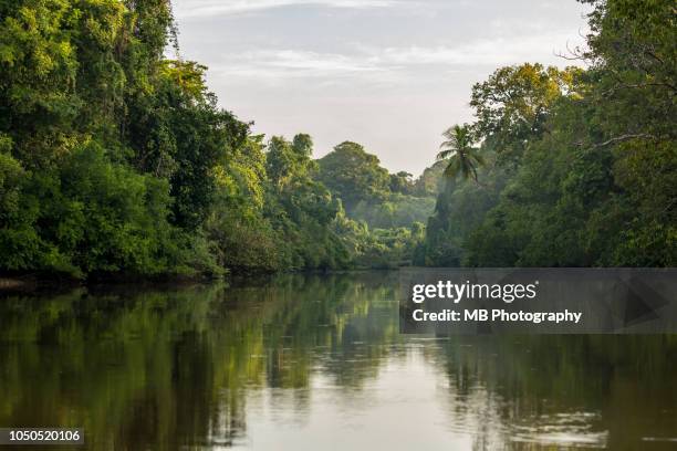 costa rica rainforest - rainforest river stock pictures, royalty-free photos & images