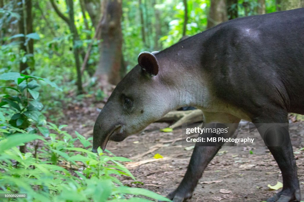 Tapir