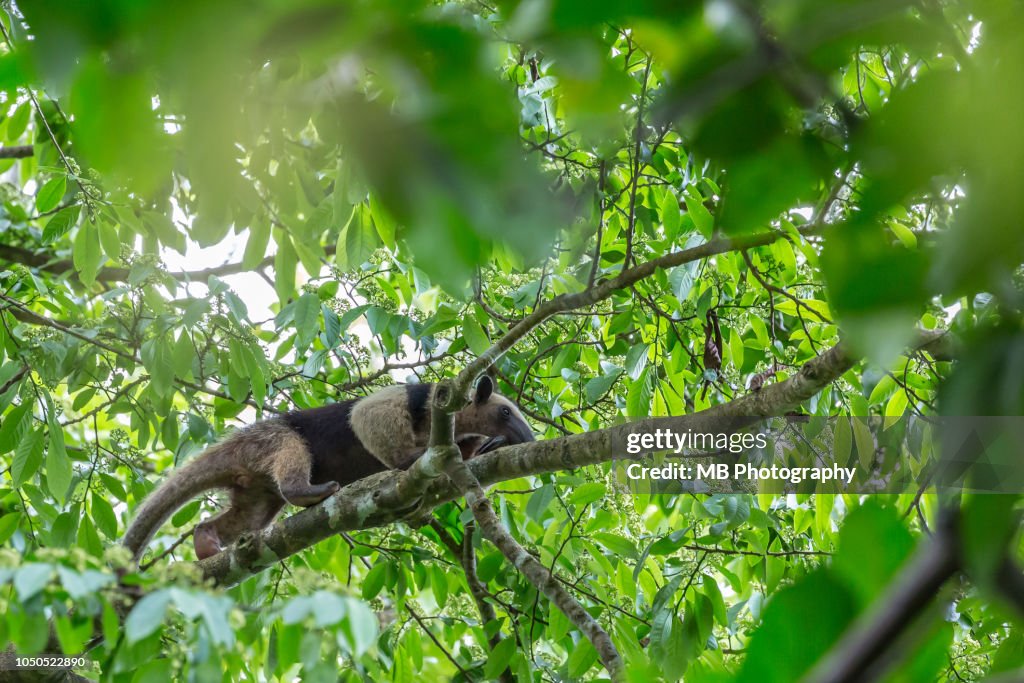 Anteater on a branch in Corcovado National Park