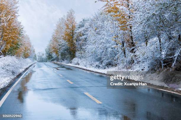 wet road lined by winter trees - slippery stock pictures, royalty-free photos & images