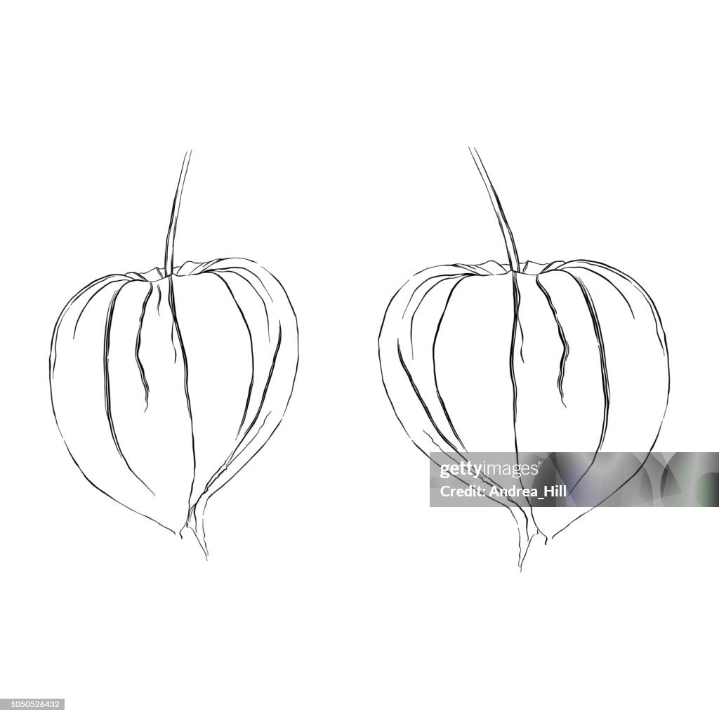 Physalis Chinese Lantern Plant Sketch Vector Illustration