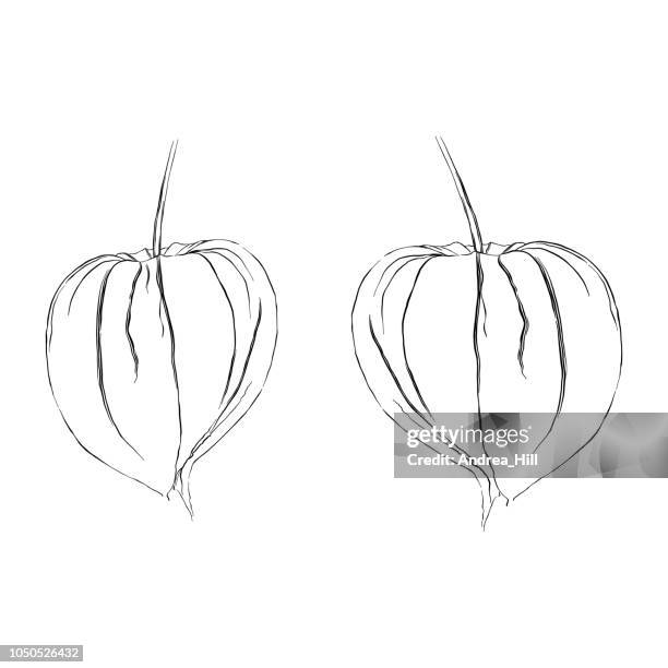 physalis chinese lantern plant sketch vector illustration - chinese lanterns stock illustrations
