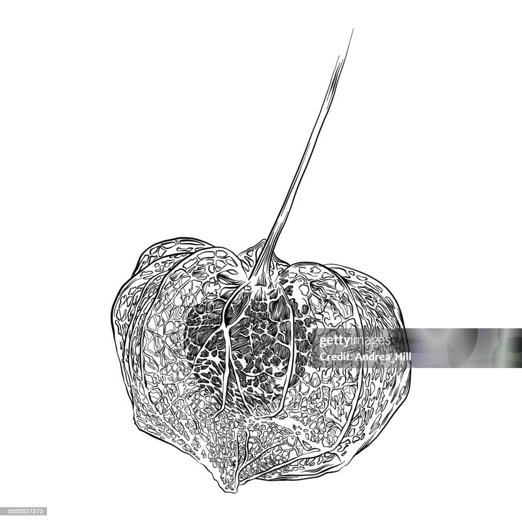 Physalis Chinese Lantern Plant Sketch Vector Illustration
