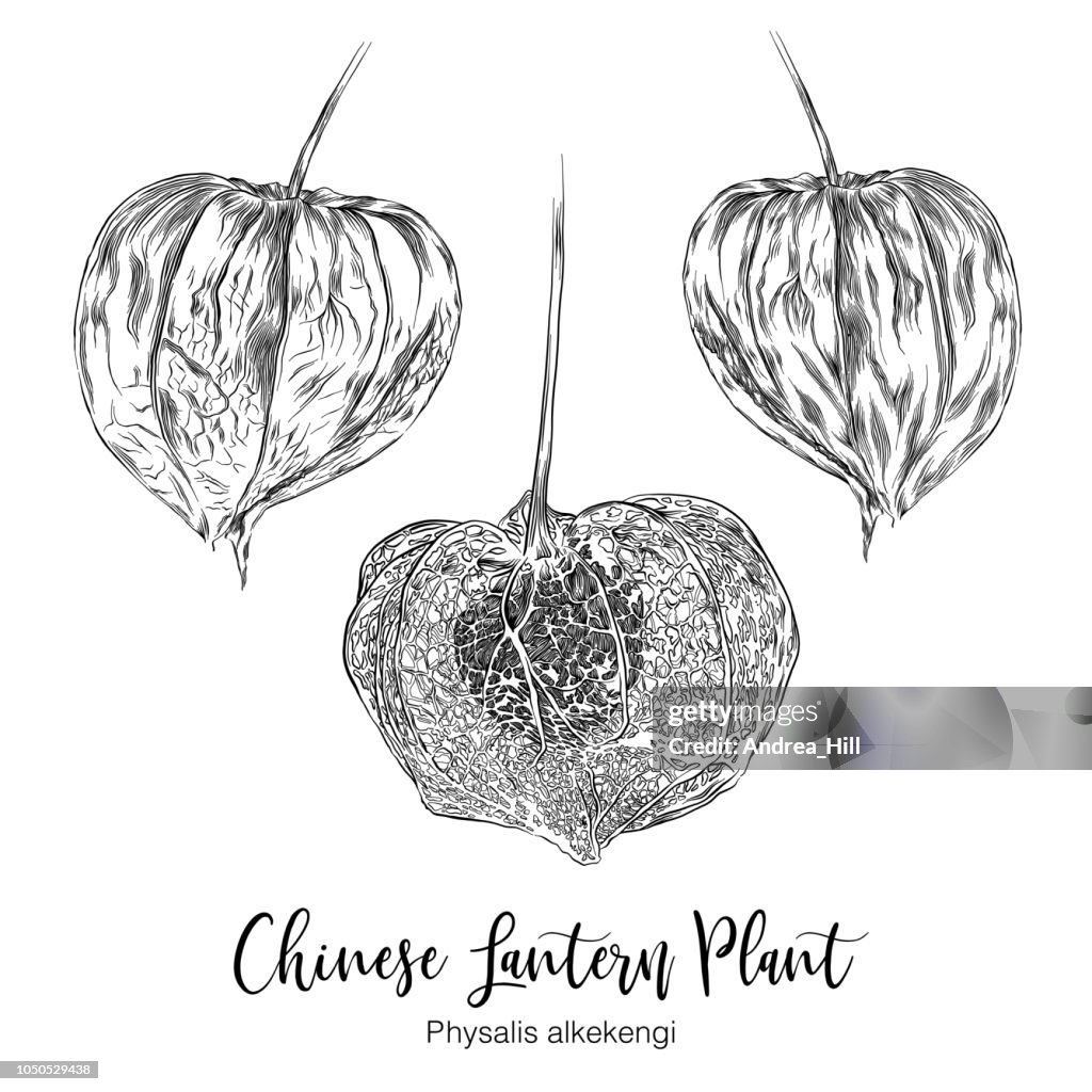 Physalis Chinese Lantern Plant Sketch Vector Illustration