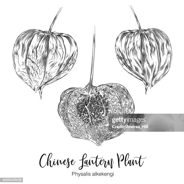 physalis chinese lantern plant sketch vector illustration - chinese lanterns stock illustrations