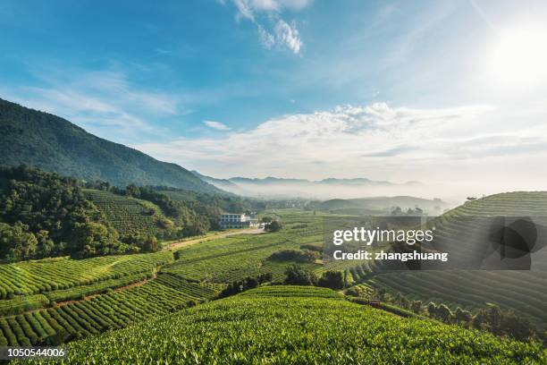 hangzhou, zhejiang, china - japanese tea garden stock pictures, royalty-free photos & images