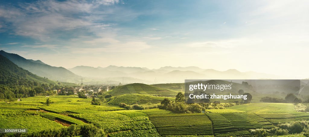 Beautiful,Longjing,tea garden,Hangzhou, Zhejiang, China