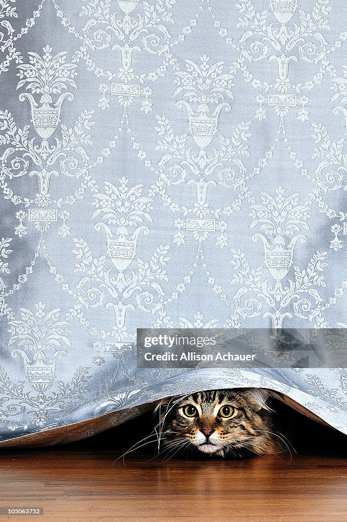 Kitten peeking out under a curtain