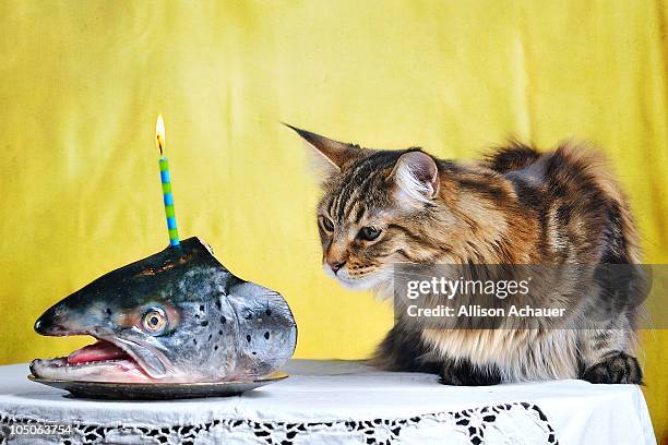 birthday fish head with candle for a kitten - happy birthday cat stock pictures, royalty-free photos & images