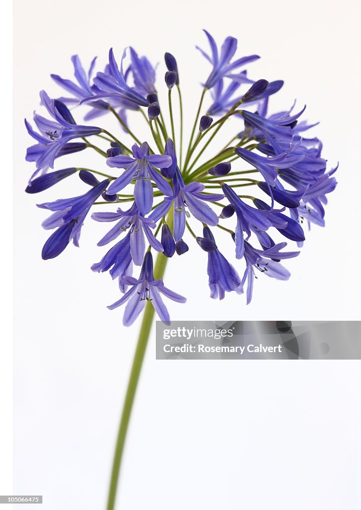 Spray of blue agapanthus flowers.