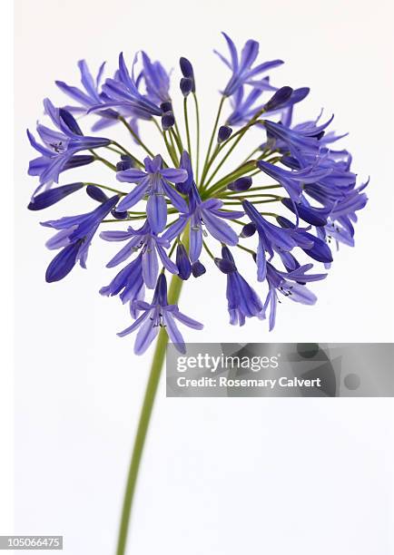 spray of blue agapanthus flowers. - african lily stock pictures, royalty-free photos & images