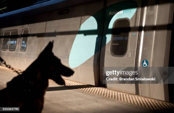 An Amtrak Police K9 sits on the platform near the Acela Express trains during "Operation Railsafe" at Union Station October 8, 2010 in Washington,...