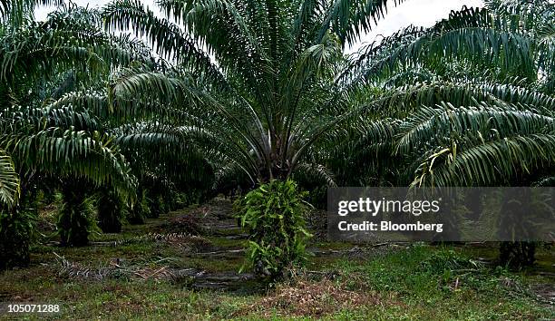 23 Sabana De Torres Stock Photos, HighRes Pictures, and Images Getty