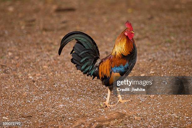 rooster - gallus gallus stock pictures, royalty-free photos & images