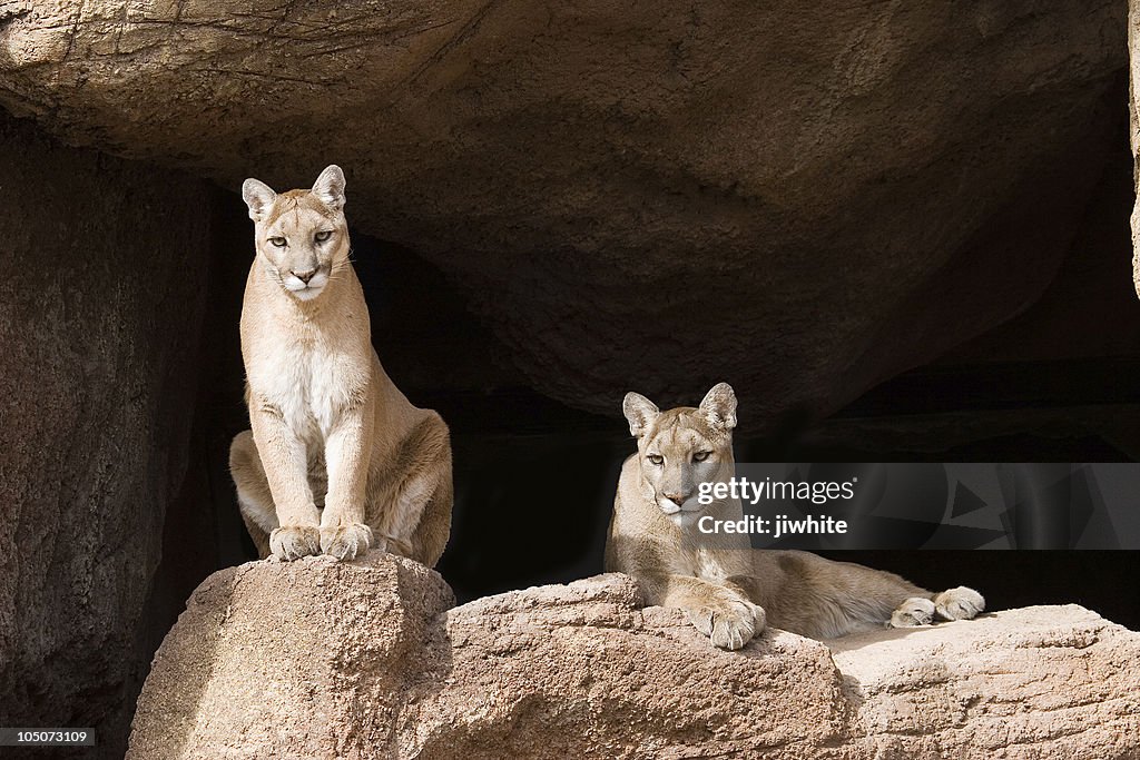 Mountain Lions (Pumas)