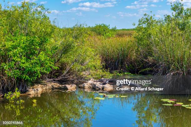 sunbathing alligator in everglades florida usa - everglades national park fotografías e imágenes de stock