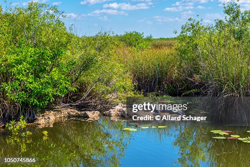 Sunbathing Alligator in Everglades Florida USA Sunbathing Alligator in Everglades Florida USA