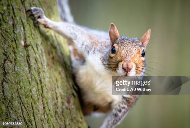 grey squirrel - ハイイロリス ストックフォトと画像