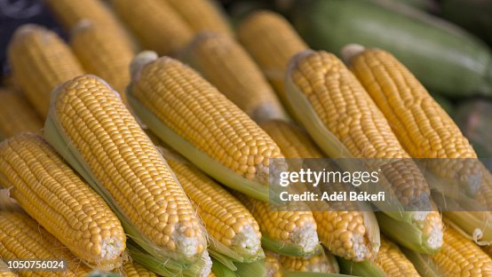 Sweetcorn High Resolution Fresh Sweetcorn At The Market High-Res Stock Photo - Getty Images