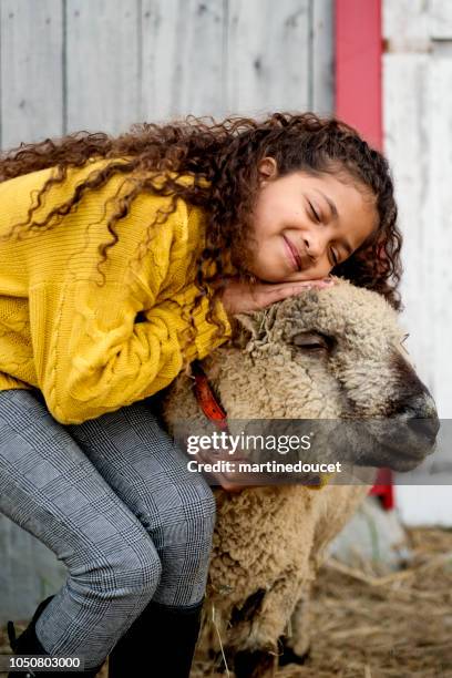 Sheep Rce 1,203 Sheep Race Stock Photos, High-Res Pictures, and Images - Getty Images