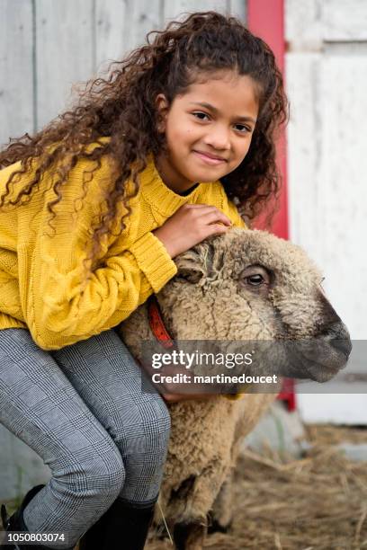 Sheep Rce Sheep Race Photos and Premium High Res Pictures - Getty Images