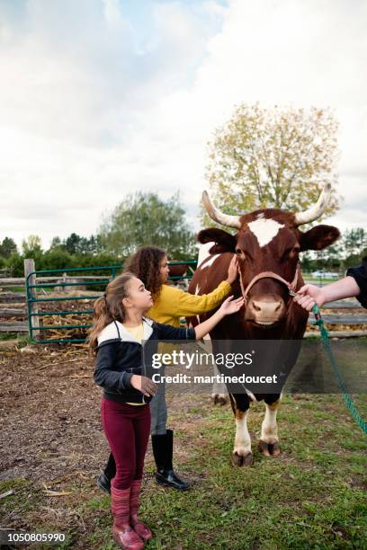 little girls petting a bull on a farm. - girls on bulls stock pictures, royalty-free photos & images