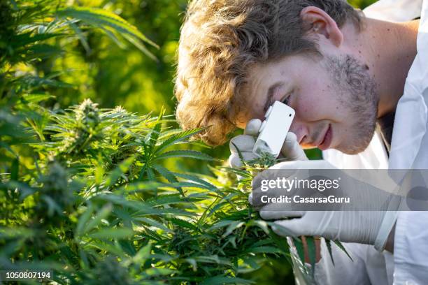 jonge onderzoeker met behulp van kleine microscoop te controleren van cannabis plantenharen fase - hemp agriculture stockfoto's en -beelden