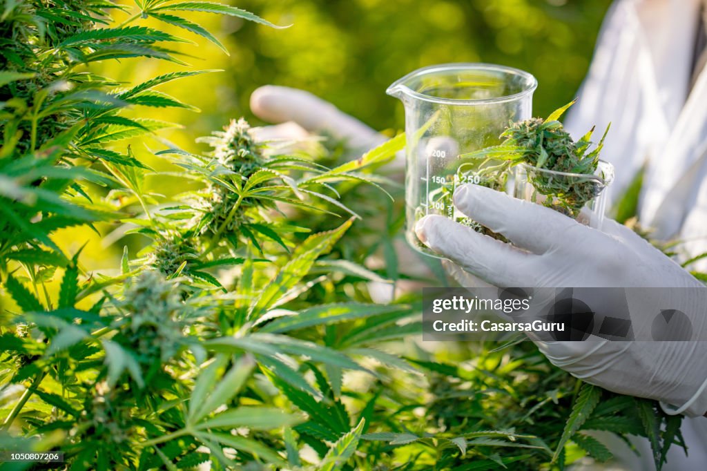 Forscher unter ein paar Cannabis Knospen für wissenschaftliches Experiment