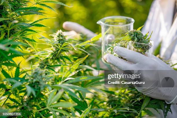 investigador tomar unos cogollos de cannabis para experimento científico - marihuana hierba de cannabis fotografías e imágenes de stock