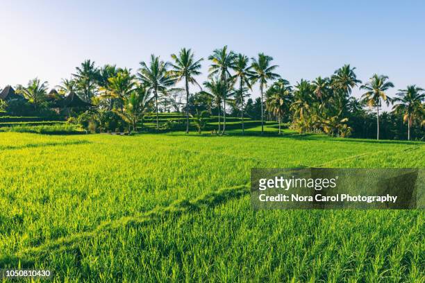 paddy field in ubud bali - ubud rice fields stock pictures, royalty-free photos & images