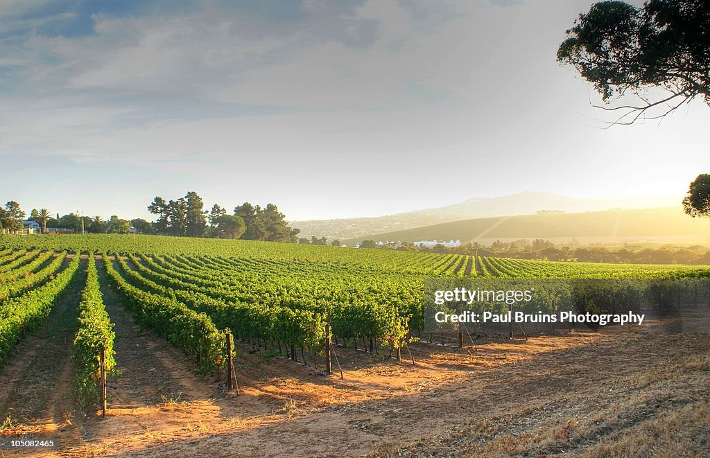 Altydgedacht Vineyards